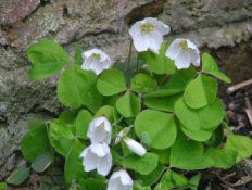 Oxalis acetosellaWitte klaverzuring bestellen